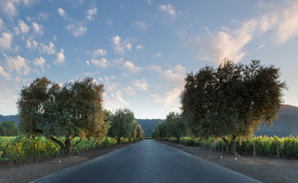 The Opus One driveway, olive trees, vineyards and blue sky with clouds.