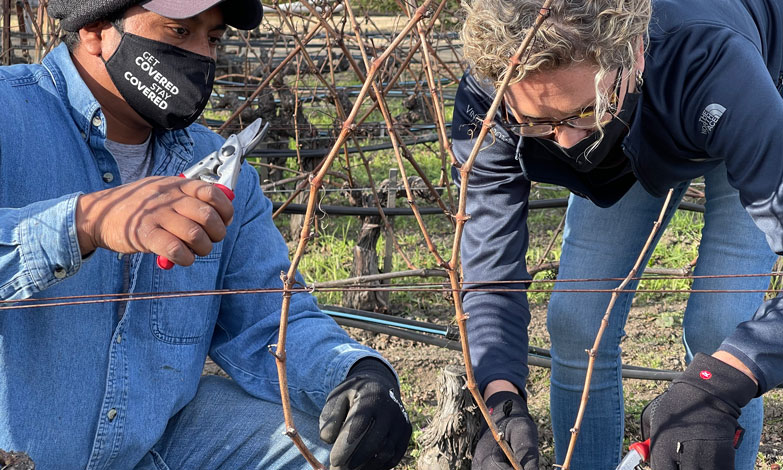 Giovanni is teaching Hillary to prune the vineyards
