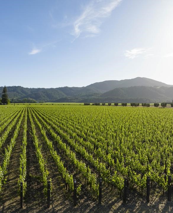 Opus One vineyard in Oakville, California.